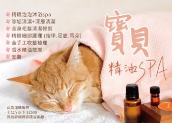 台中貓咪死後先冰存再火化？冷凍收費標準