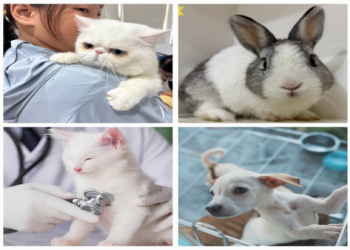 台農業部擬禁浣熊眼鏡蛇當寵物!未登記最高罰 25 萬台幣