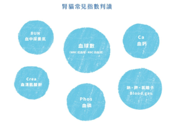貓急性腎衰竭進入恢復期後,可能出現的症狀與照護重點