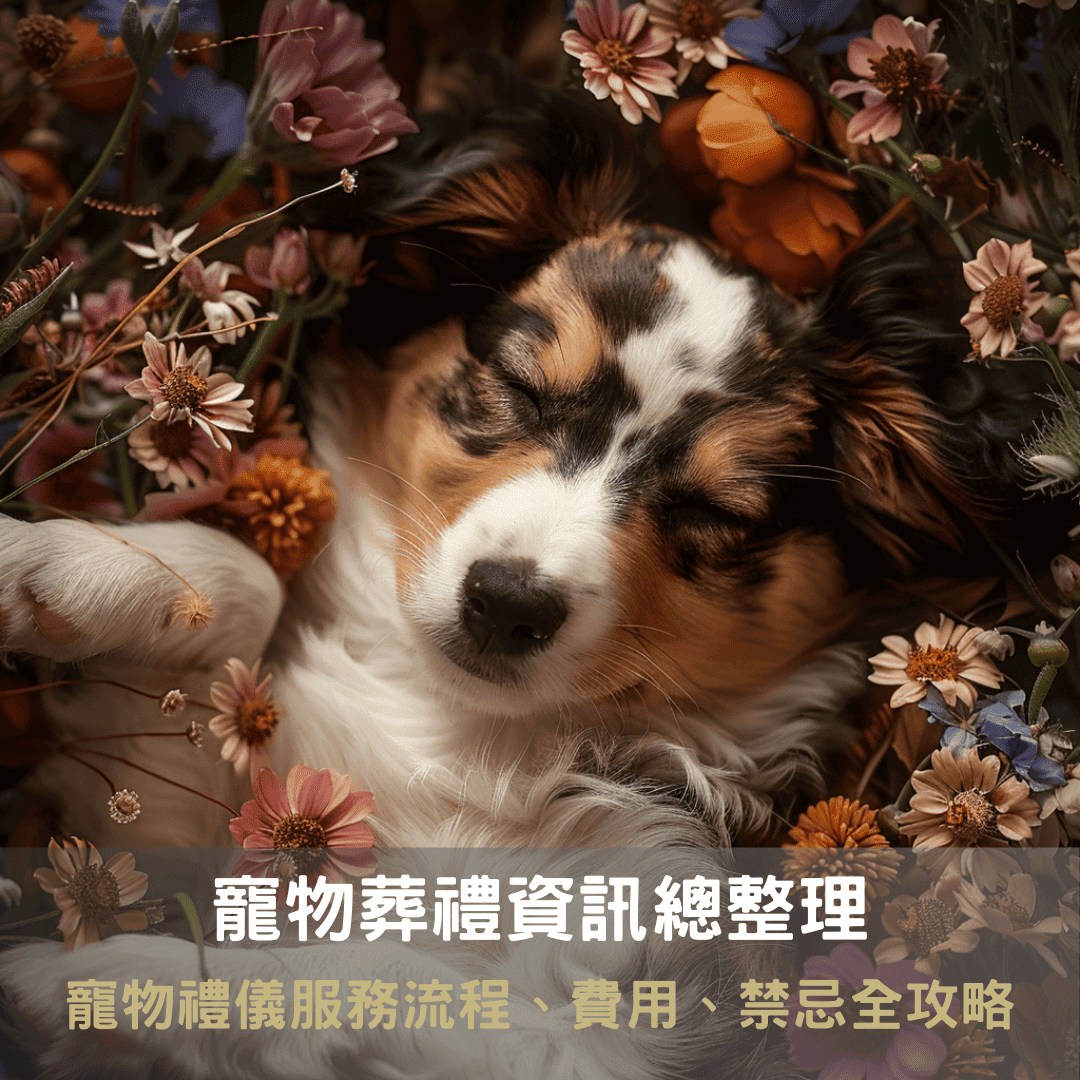 毛小孩往生告別儀式流程複雜嗎？紀念方案全攻略一次讓你搞懂!