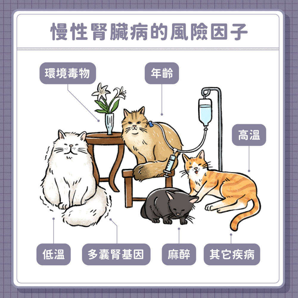 寵物腎衰竭臨終決策:臨終時醫療選擇小提醒