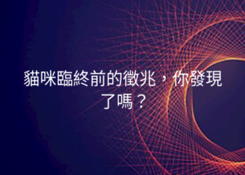 貓咪臨終前的徵兆：其實牠早已開始告別,只是你還沒察覺