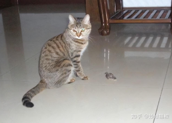 貓咪離世前會知道自己即將死亡嗎？探討動物的死亡感知