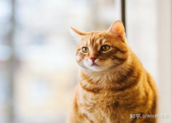 毛孩過冬注意!低溫不放歸術後母猫 保暖防失溫