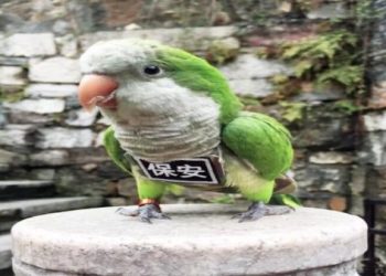 凱克鸚鵡堪稱「穿尿布的小猴子」,跳躍行走萌翻網友