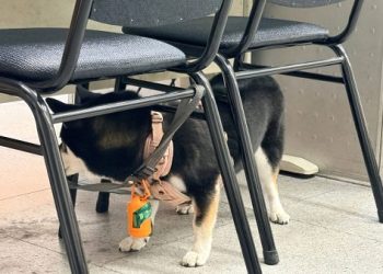 整狗救援挑戰笑料百出,柴犬見主人被綁淡定坐下圍觀