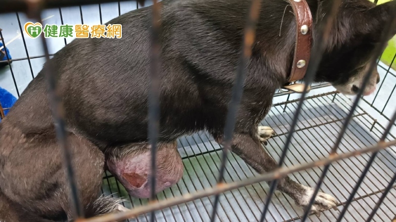 老犬尿血帶血塊注意:可能是惡性腫瘤先兆