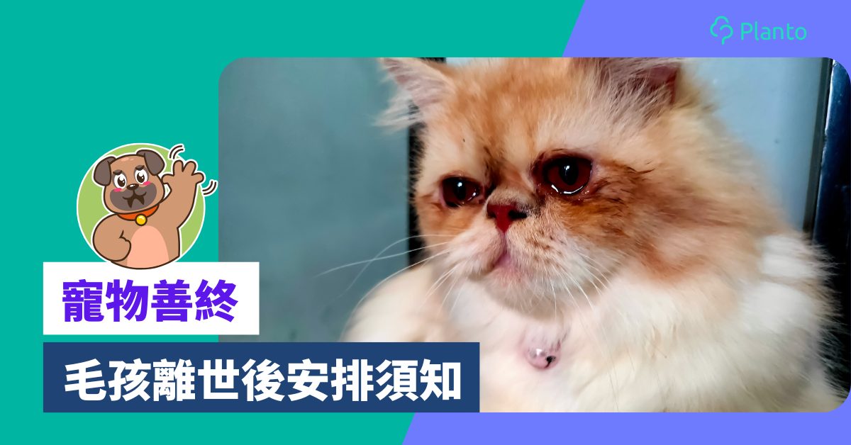 貓狗死亡處理效果好嗎?專家親授有效技巧