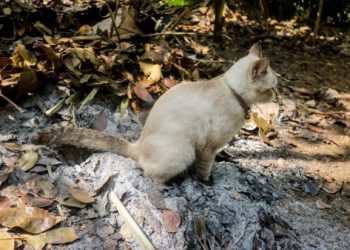 寵物骨灰安置方式全分享：從居家紀念到環保樹葬的實踐經驗