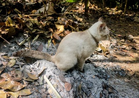 寵物骨灰安置方式全分享:從居家紀念到環保樹葬的實踐經驗