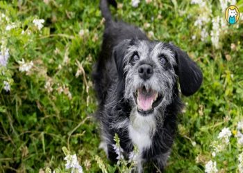 寵物晚年被病痛折磨,應該考慮安樂死嗎？倫理與情感的平衡