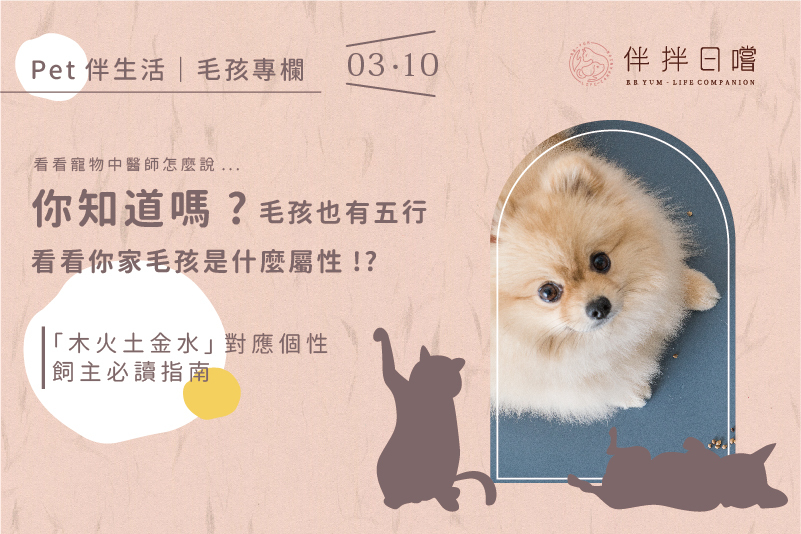 寵物飾品材質選什麼(這5種材料對毛孩最安全)