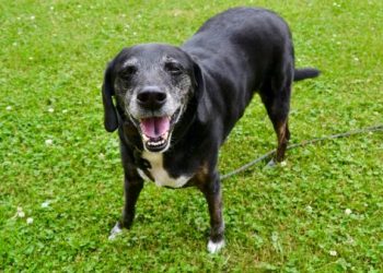 如何克服或減少寵物去世帶來的難過與負面影響？實用策略