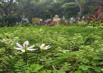 新竹貓咪火化前星空主題？業者佈置服務內容