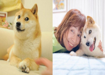 柴犬臨終前會做的幾件事,被認為是牠們獨特的告別方式