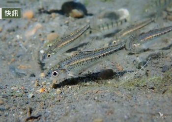 台灣寵物骨灰撒河合法嗎？指定水域 + 申請流程