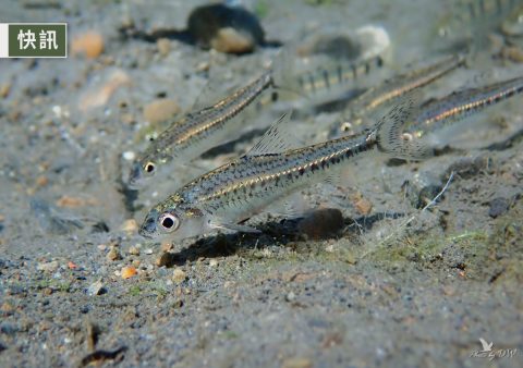 台灣寵物骨灰撒河合法嗎?指定水域 + 申請流程