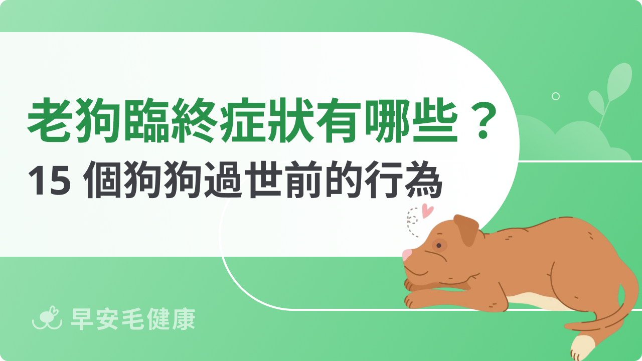狗狗去世後症狀要注意 這些異常可能是生病前兆