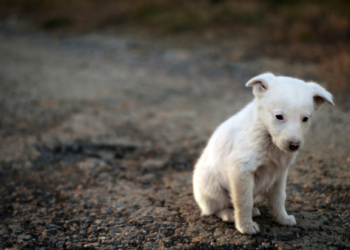 台灣動保法更新!重病流浪動物 人道安樂標準出爐