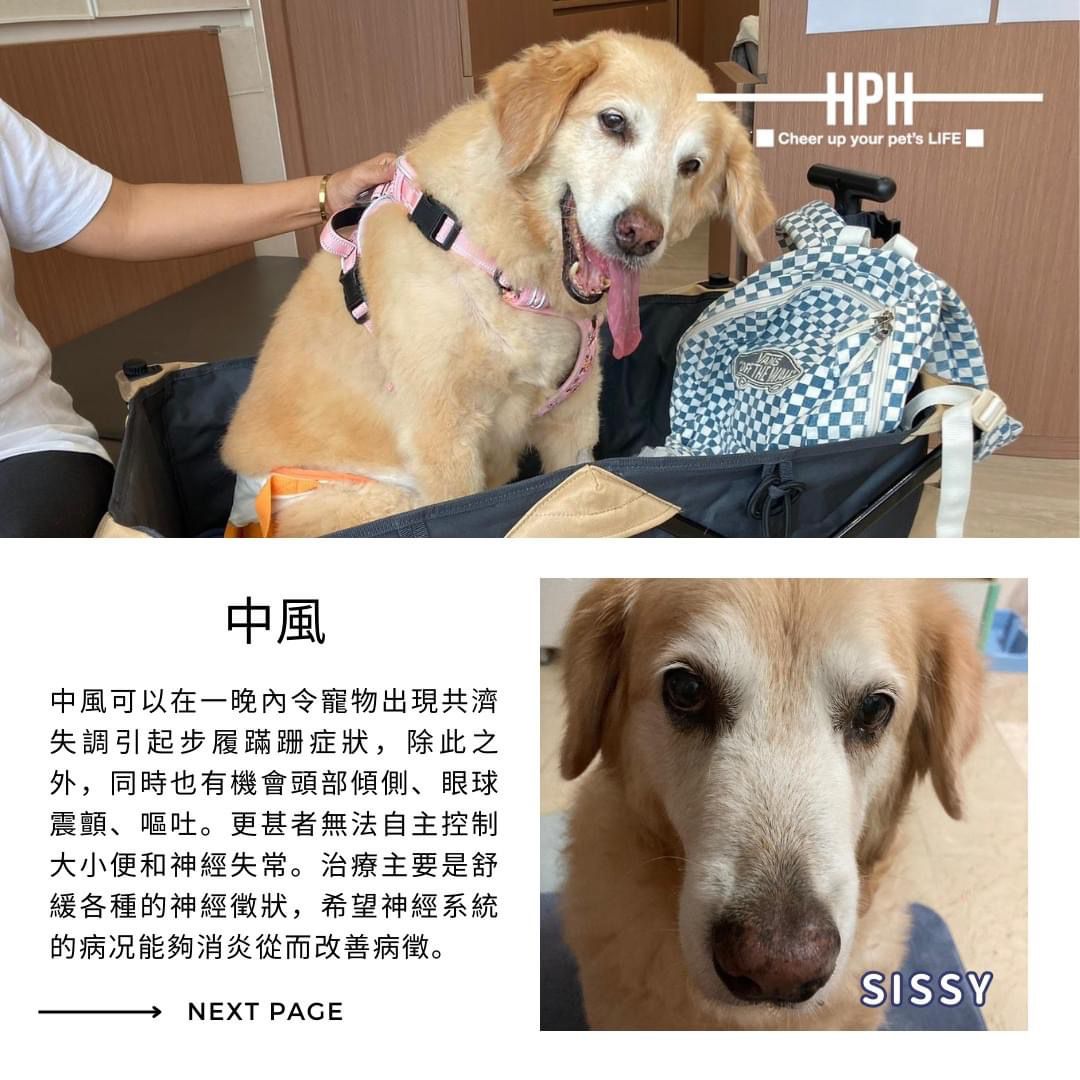 狗狗中風照顧必知事項:症狀處理和康復建議分享