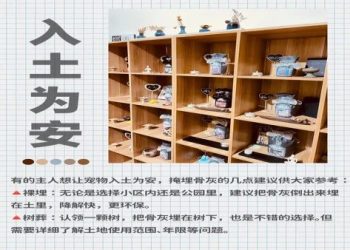 超越容器：探討現代寵物骨灰盒背後的設計理念與情感