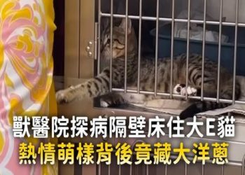 違反常識寵物用品走紅!貓咪瑜伽墊解決「人貓爭墊」難題