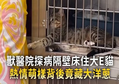 違反常識寵物用品走紅!貓咪瑜伽墊解決「人貓爭墊」難題