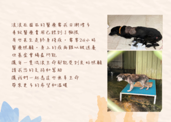 給浪浪最後的尊嚴！ 全臺流浪動物免費火化公益計畫啟動，愛心群眾可報名參與