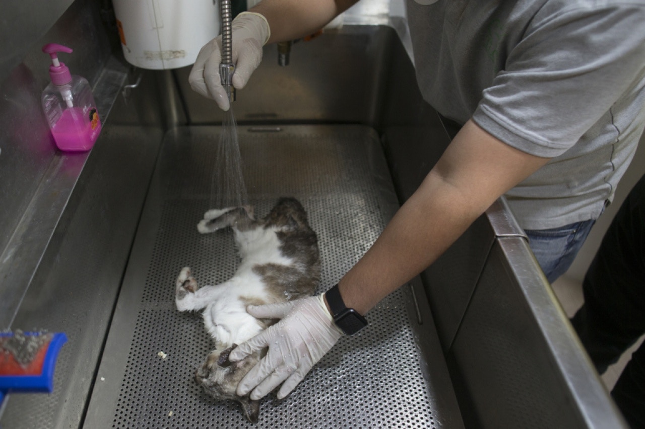 流浪貓死掉怎麼處理?專家教你4點衛生處理步驟!