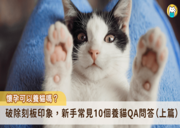 貓咪臨終前真正想要的是什麼？從行為理解牠們的最後需求