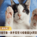 貓咪臨終前真正想要的是什麼？從行為理解牠們的最後需求