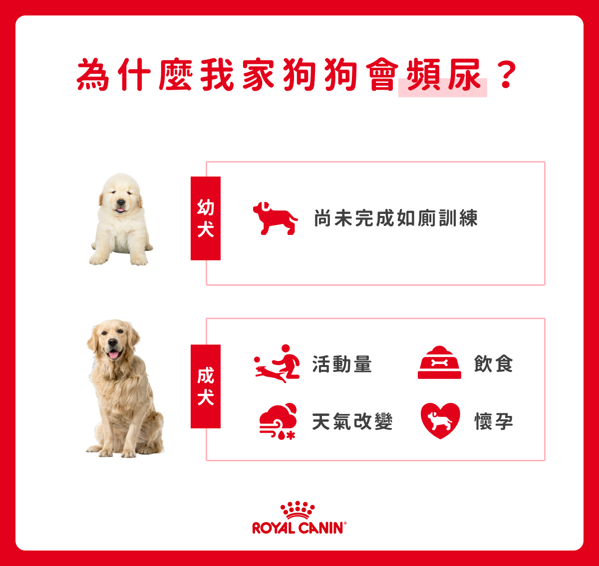 老狗頻尿次數變多?了解老年狗膀胱老化飲食調整關鍵