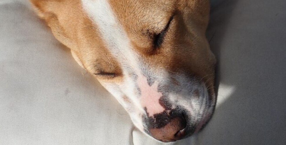 狗狗眼睛睜不開如何處理 - 在家急救步驟一次學會