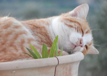 寵物火化服務哪家好？資深飼主教你如何避開選擇的坑!