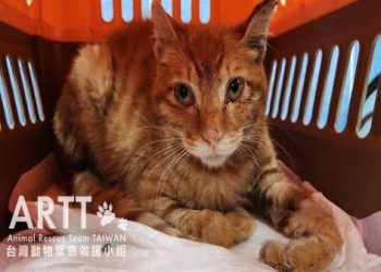 貓咪假裝暈倒騙零食,聽到「吃肉」瞬間滿血復活