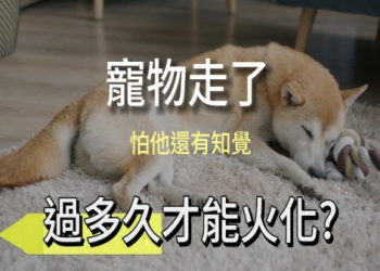 毛小孩過世別慌!24 小時內須報備!合規處理流程曝光教你一次搞定