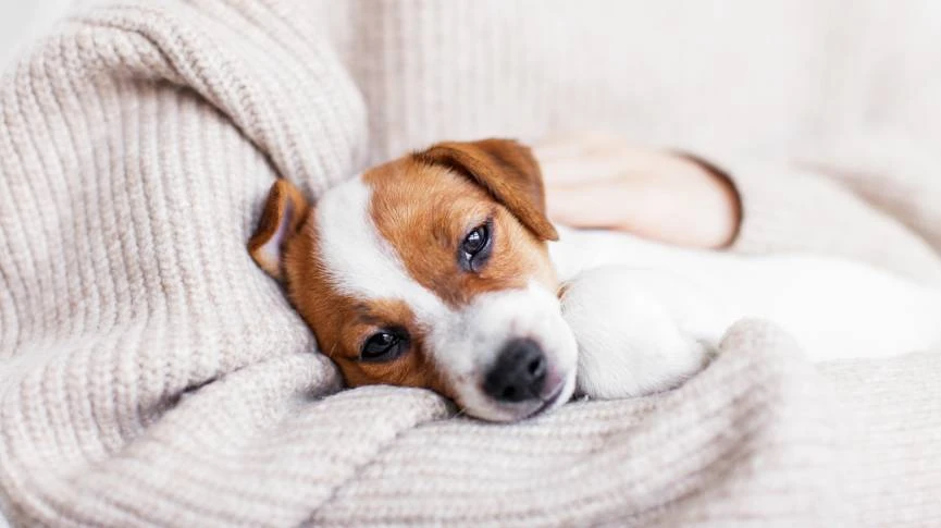 寵物瀕死期護理經驗分享 實用家庭照顧心得建議