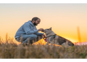 爬蟲類骨灰安葬特殊嗎？台灣小型寵物處理指南