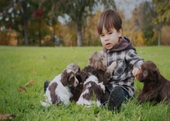 寵物殯葬——給毛孩一個尊嚴而溫暖的最後旅程