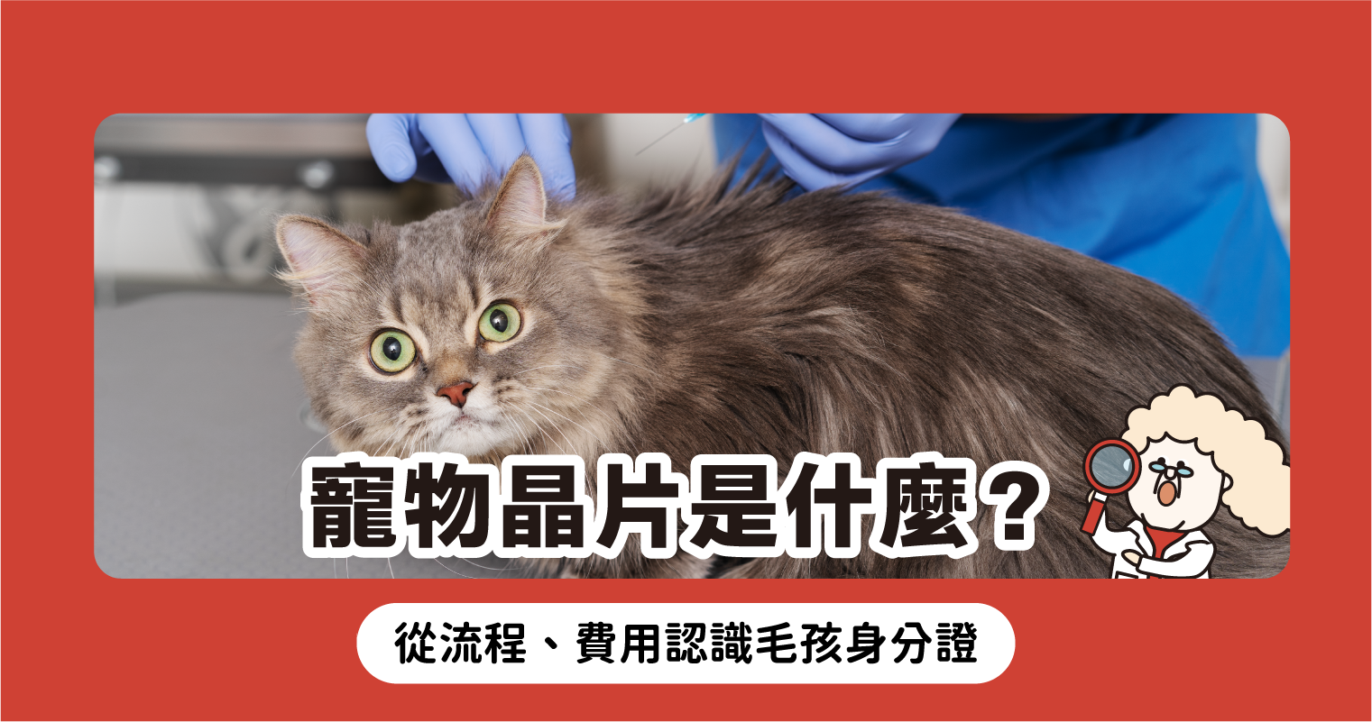 貓咪打晶片有補助嗎?各縣市申請懶人包攻略!