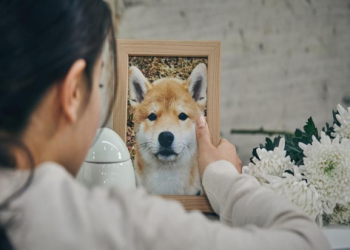 寵物骨灰做 AI 虛擬紀念？台灣數位告別新方式