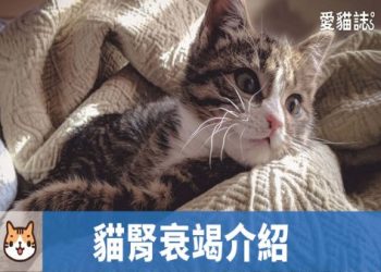 貓咪腎衰竭症狀,各階段可能出現的症狀全列表