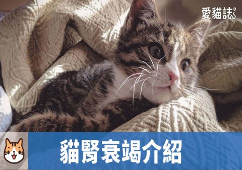 貓咪腎衰竭症狀,各階段可能出現的症狀全列表