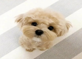 貴賓犬(泰迪)離世前常見的5個表現,請把握時間陪伴