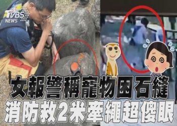 高雄飼主帶鬥牛犬逛夜市未牽繩!驚嚇孩童遭開罰 3000 元