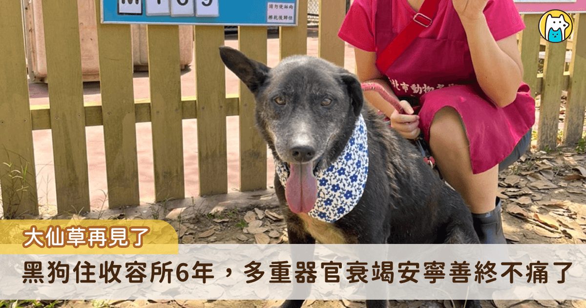 面對老寵物器官衰竭照護獸醫專家建議