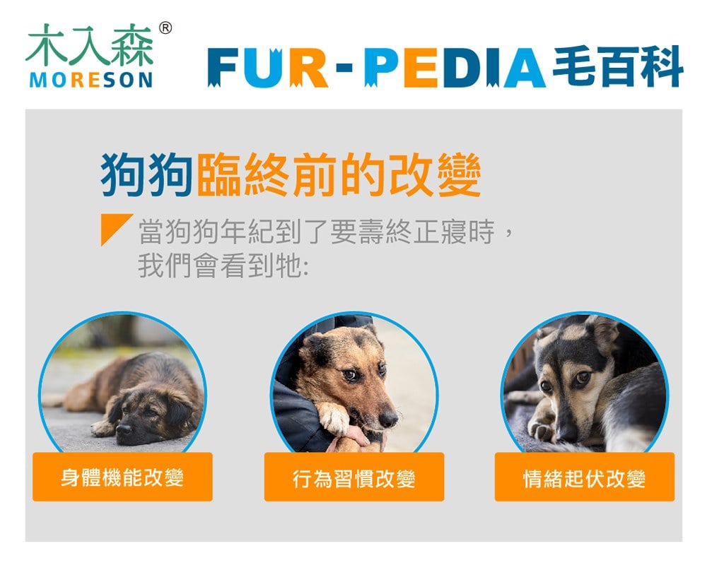 如何識別狗狗往生前兆?專家教你提早發現徵兆方法