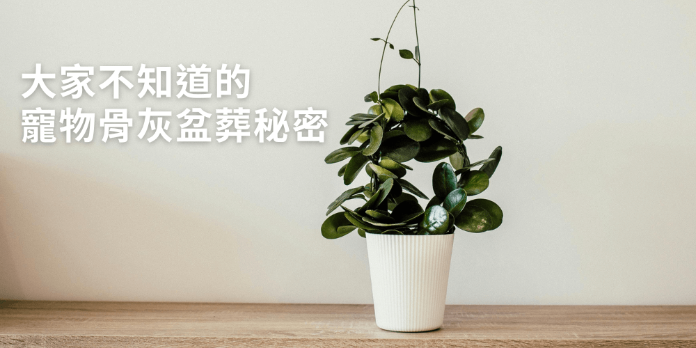 寵物盆葬在家可行嗎?(DIY流程與專業服務比較分析)