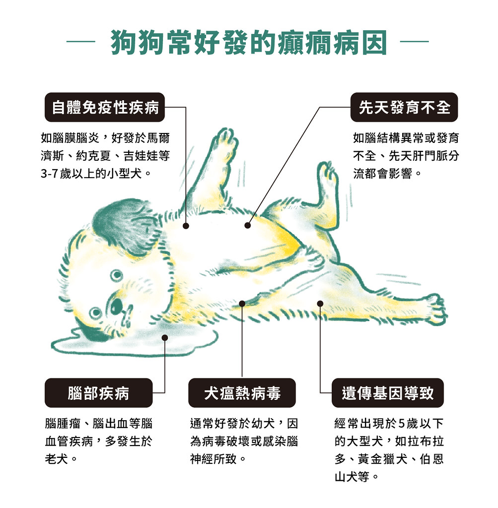 狗狗癲癇會死嗎?症狀解析與預防方法 | 主人必學急救步驟