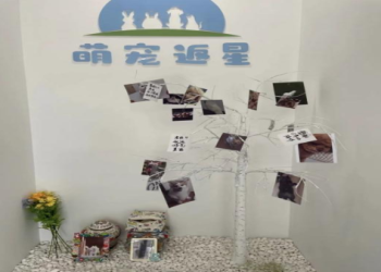 看著寵物慢慢老去直至離世,是一種怎樣的生命體驗？